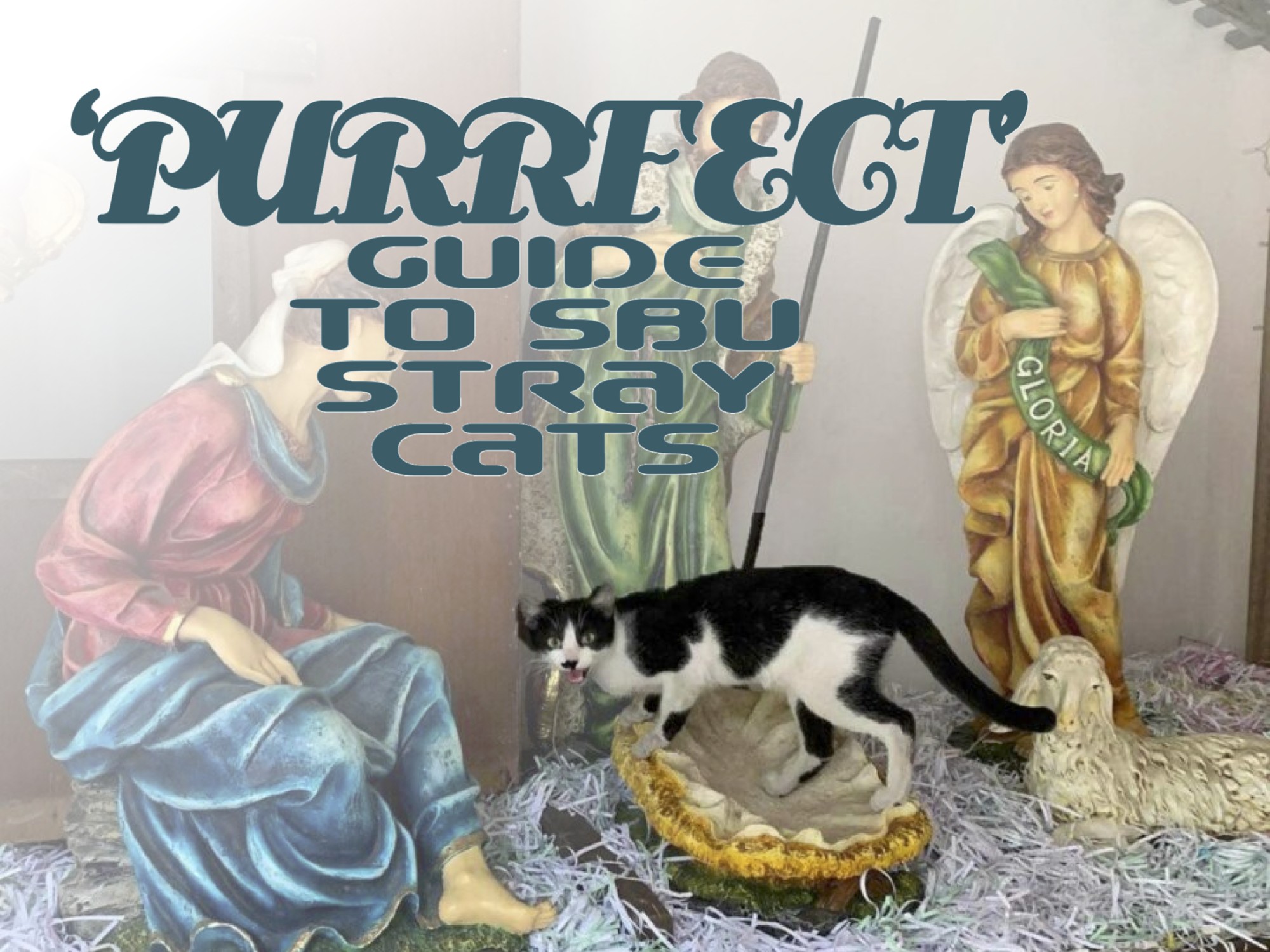 ‘Purrfect’ guide to SBU stray cats 